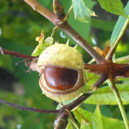 The Old Chestnut Tree Bed & Breakfast Silkeborg