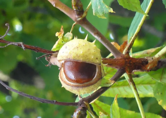 The Old Chestnut Tree Bed & Breakfast Silkeborg